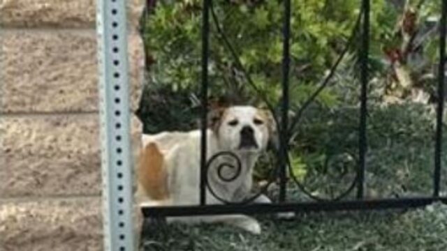 La cagnolina incinta si è adagiata vicino a una recinzione e ha sorpreso tutti rimanendo ferma lì