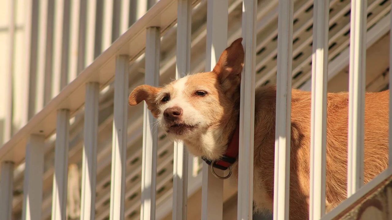 Cagnolino sul balcone