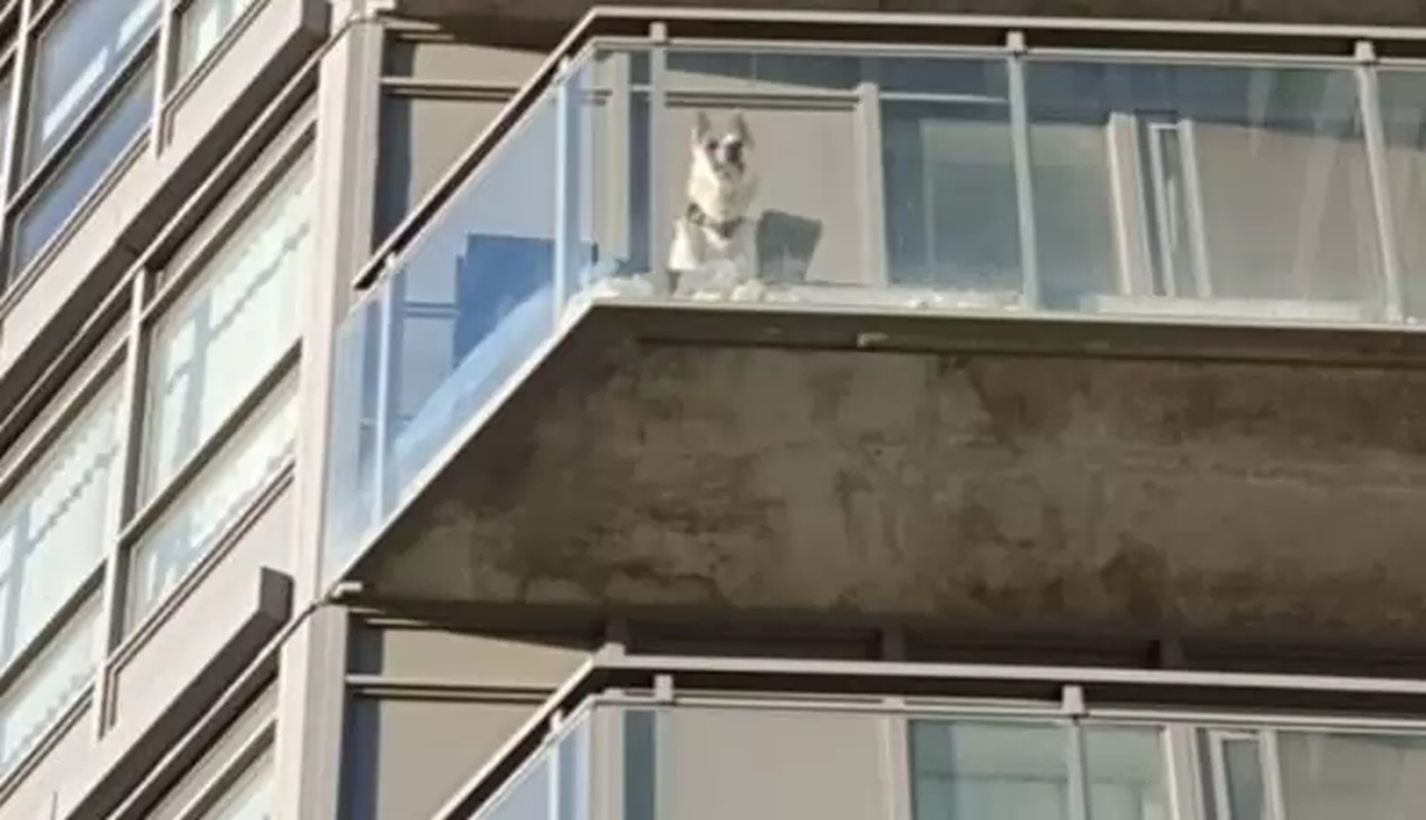 Cane sul terrazzo