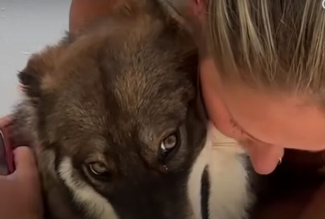 Il povero cane randagio, ferito, ha deciso di seguire un turista: è così che ha trovato una nuova casa