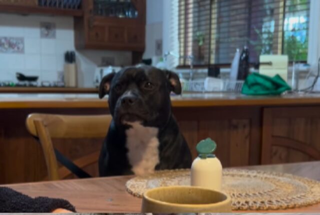 L’Amstaff non ce la fa più: inizia a cedere perché la mamma tarda a servirgli la colazione