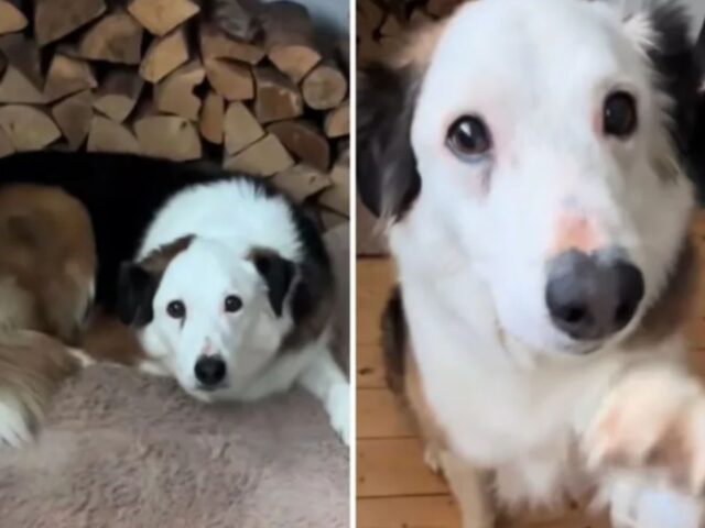 Il cane chiede perdono nel modo più adorabile dopo che ha avuto un particolare “incidente”