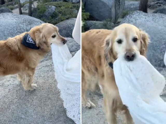 Il Golden Retriever è il vero protagonista della fuga romantica dei suoi genitori, vedere per credere