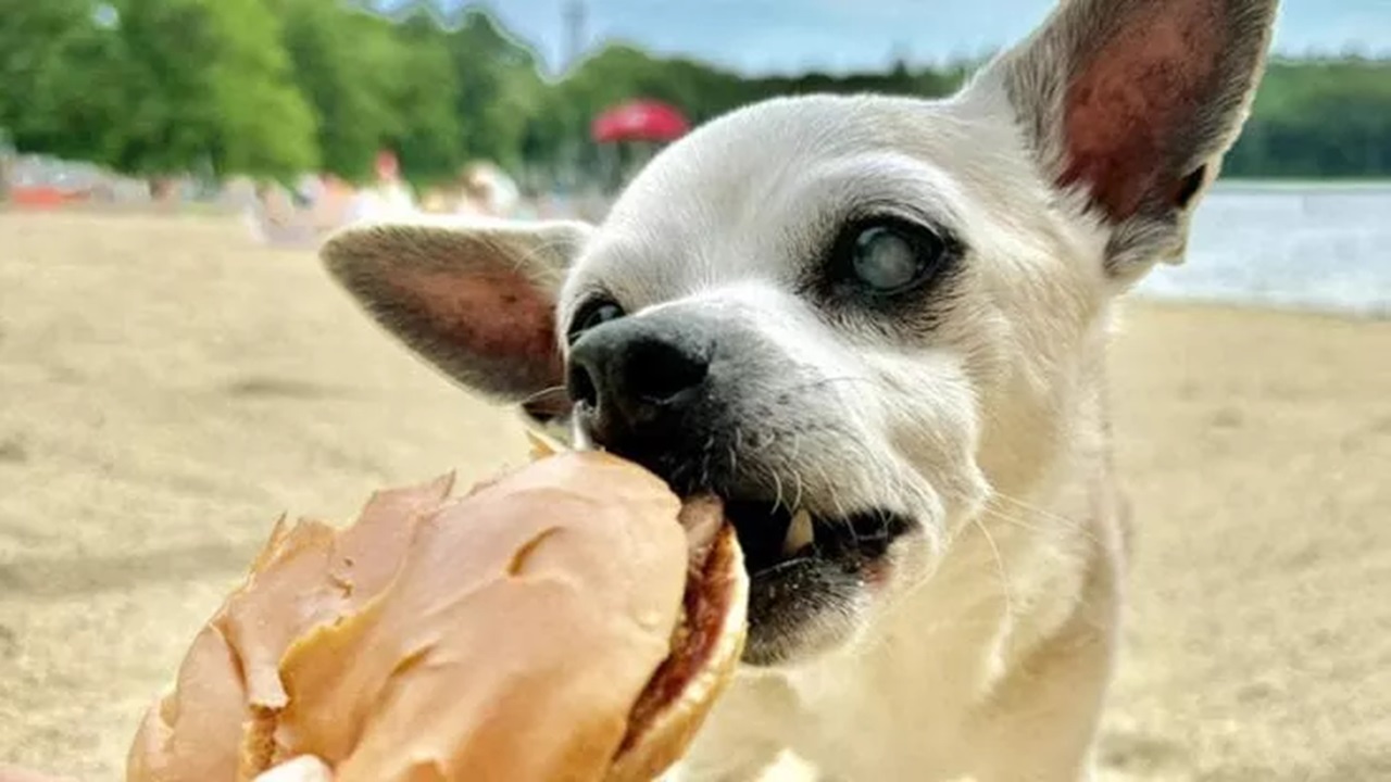 Cane anziano abbandonato a 18 anni