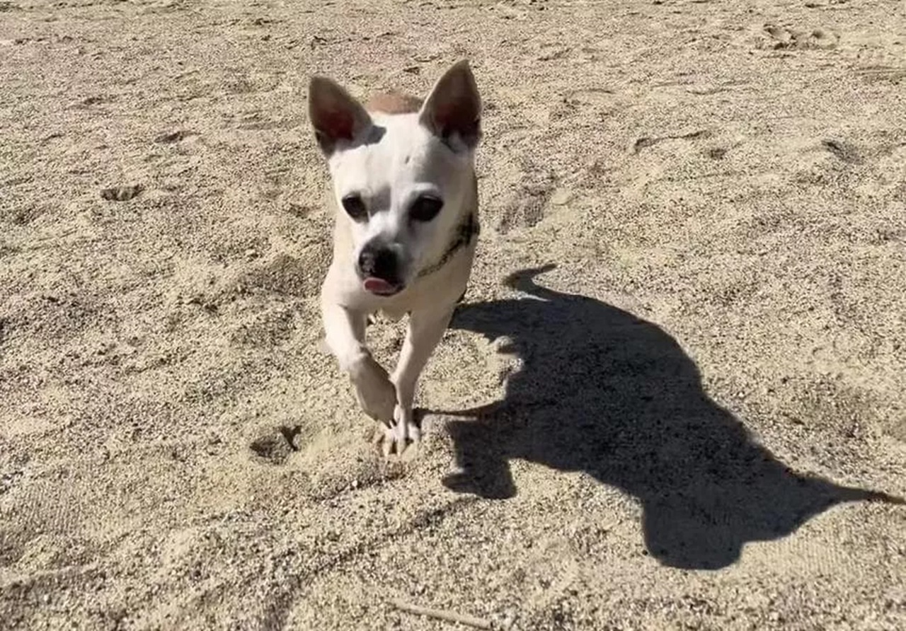 Cane in spiaggia