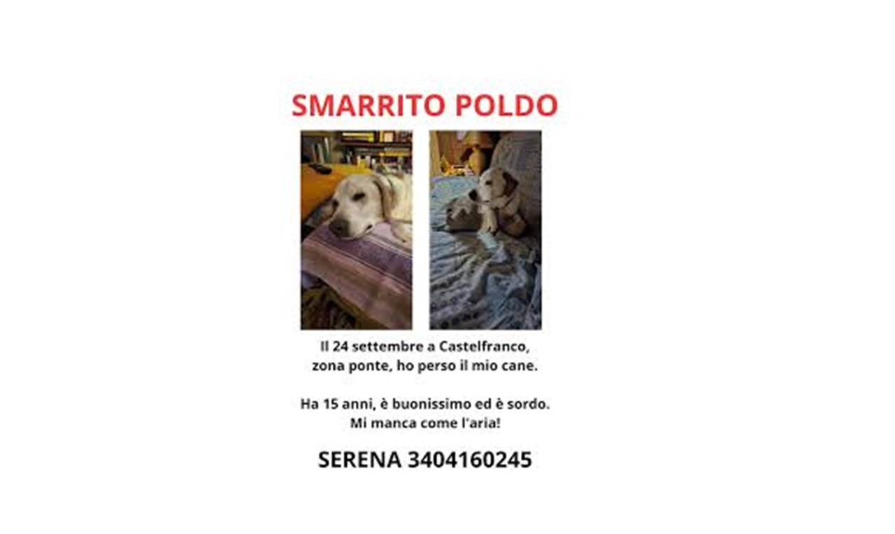 Volantino del cane smarrito