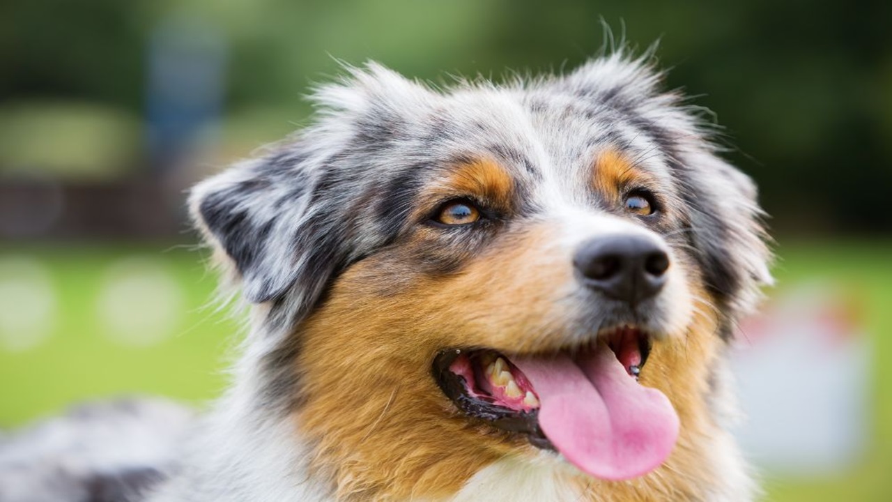 Cane di razza Pastore Australiano