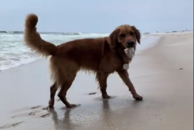 Il cane trova dei “tesori” in spiaggia e decide che deve proprio condividerli con il suo padrone