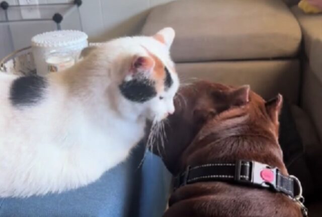 Il cane che mostra estrema felicità durante il bagno del gatto è una scena unica nel suo genere