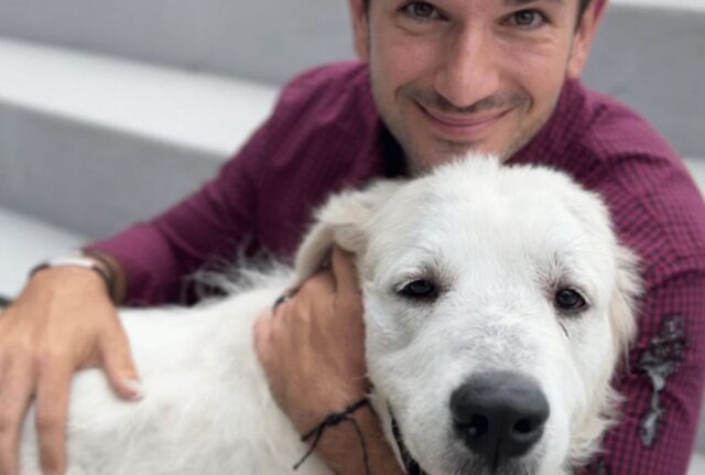 Delle brave persone gli hanno dato una seconda chance: ora questo cane è bellissimo