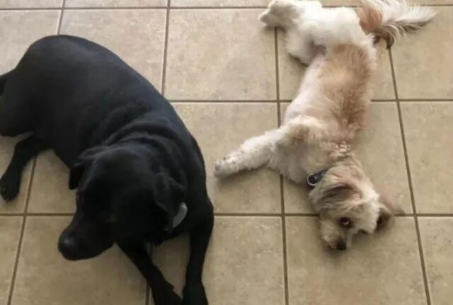 Questo cagnolino a tre zampe è piccolo quanto una barretta di cereali ed è a dir poco adorabile