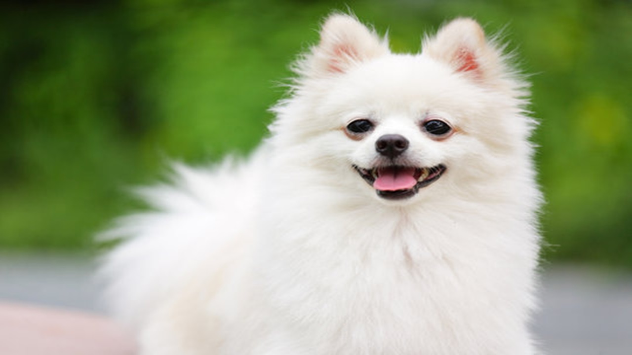 Cucciolo di Pomerania