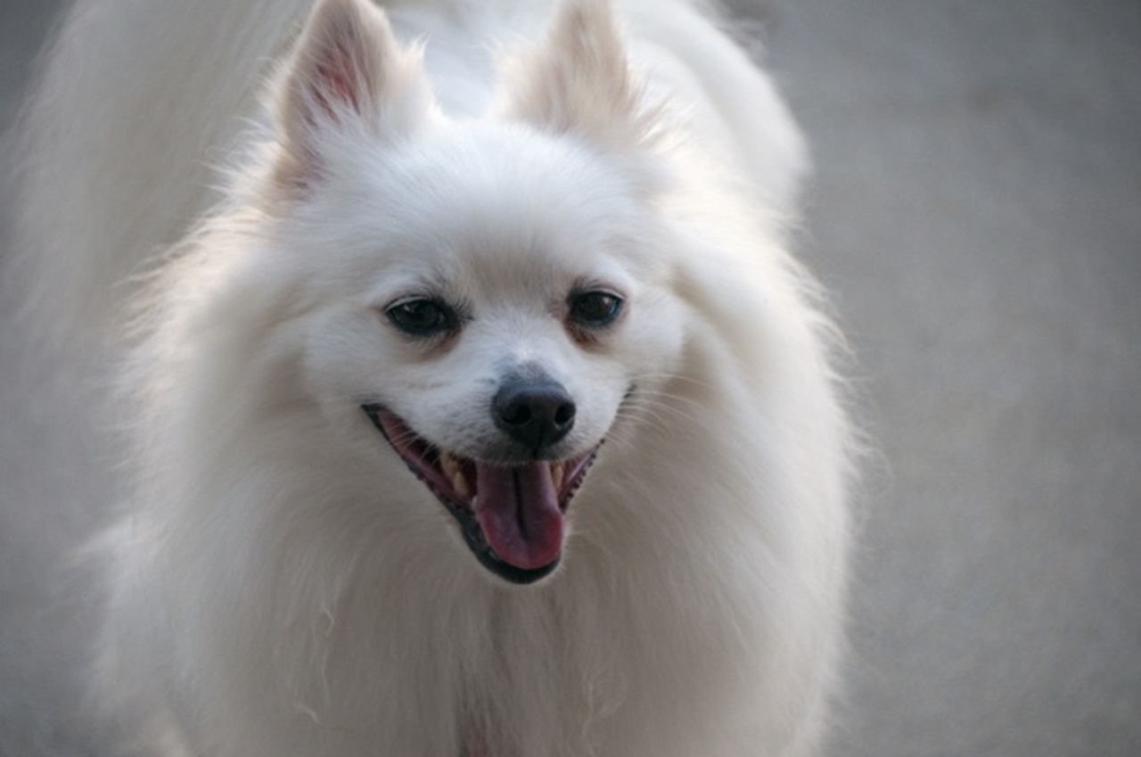 Pomerania bianco