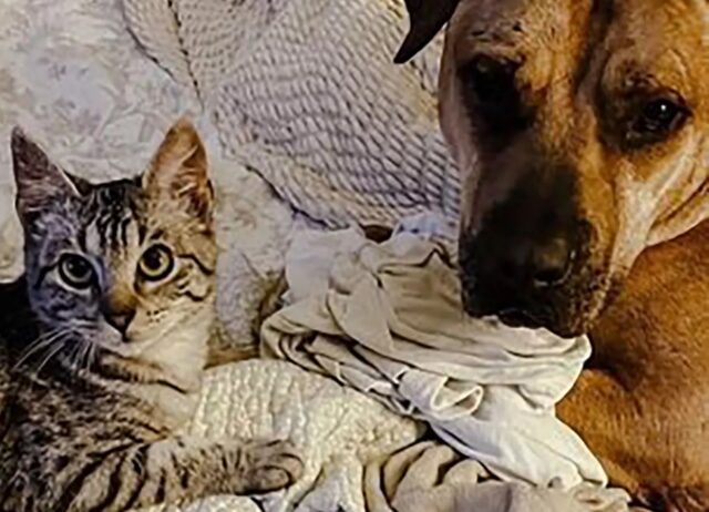 Cane depresso diventa papà dei gattini affidati alla famiglia