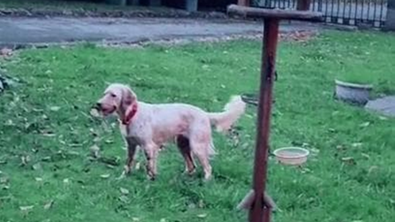 Cane nel giardino di casa