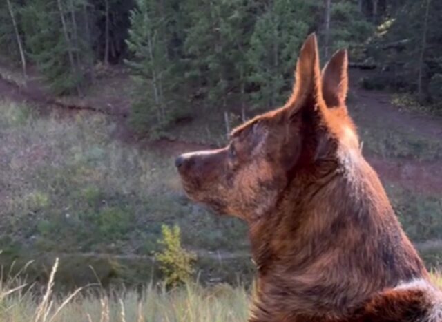 Cane fissa il proprietario che si rende conto che si ricorda il passato