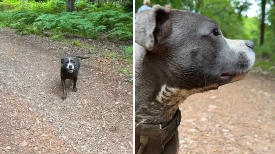 cagnolino con manto bianco e marrone