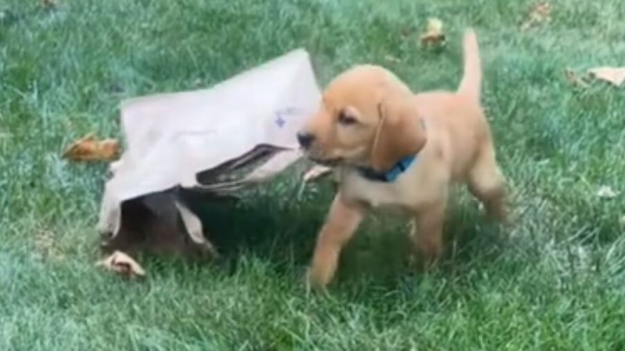 cagnolino si gode il tempo all'aperto