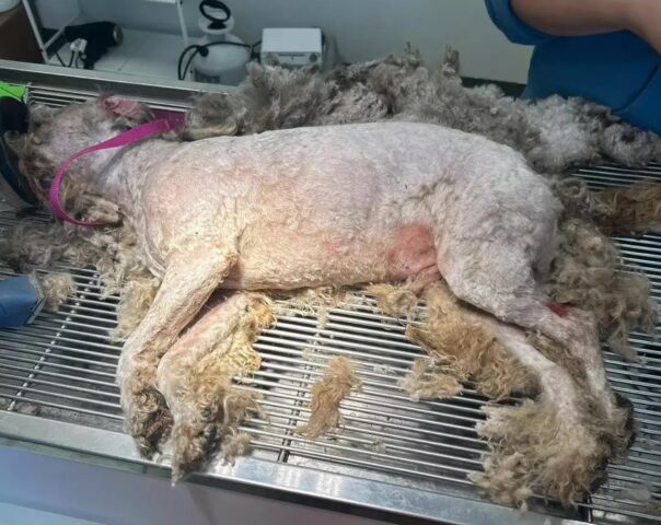 Cane in strada per più di 8 mesi viene finalmente salvato