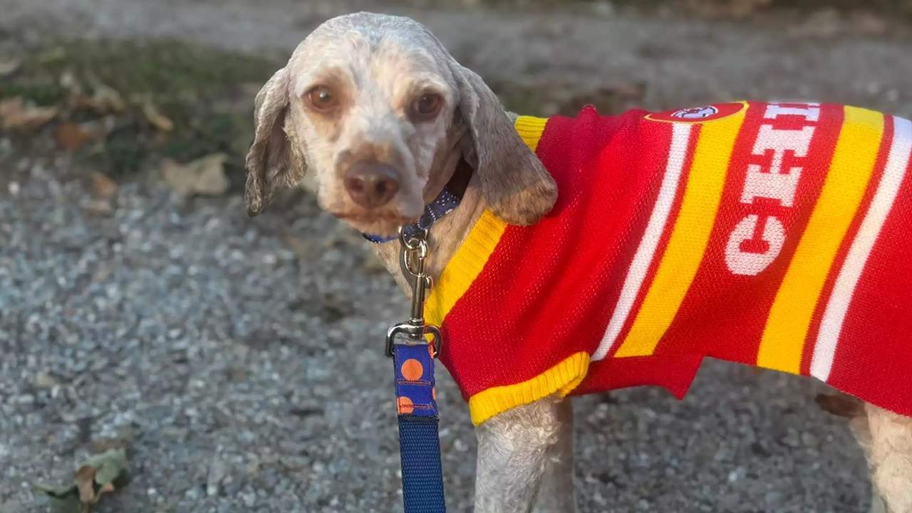 Cane con cappotto e guinzaglio