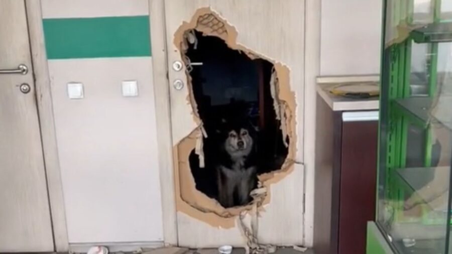 cane dietro una porta rotta