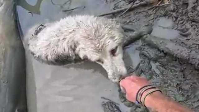 Cane intrappolato sotto un tronco salvato da un uomo in canoa