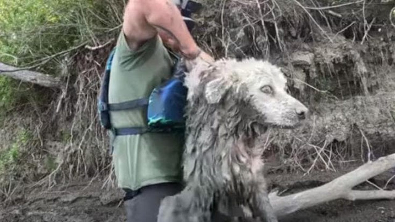 Cane intrappolato sotto un tronco