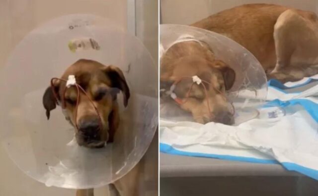 Il cucciolo di cane malato è stato lasciato così: “Non volevano sapere nulla di lui” (VIDEO)