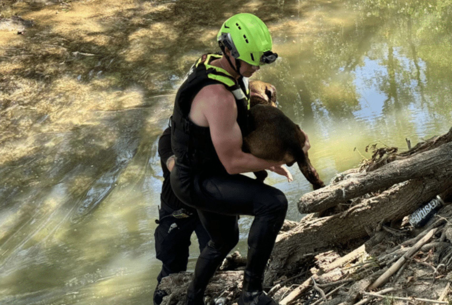 cane nel fiume