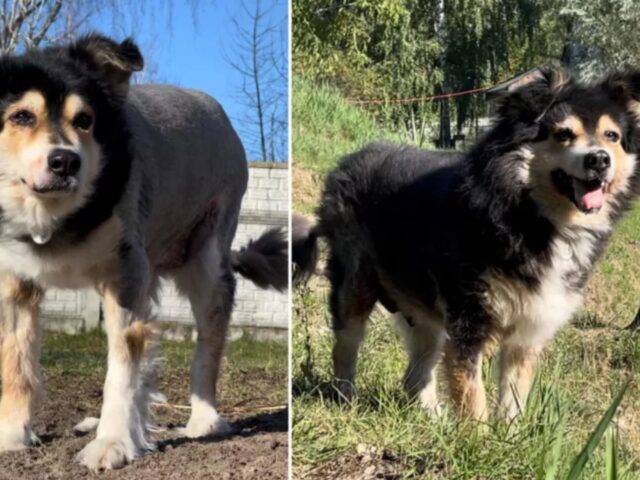 Non si sa da quanto tempo fosse lì: il cane viveva all’interno di una stazione di servizio incendiata