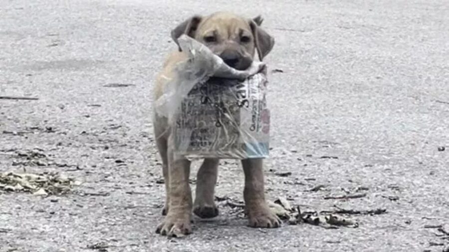 Cane randagio con il giornale in bocca