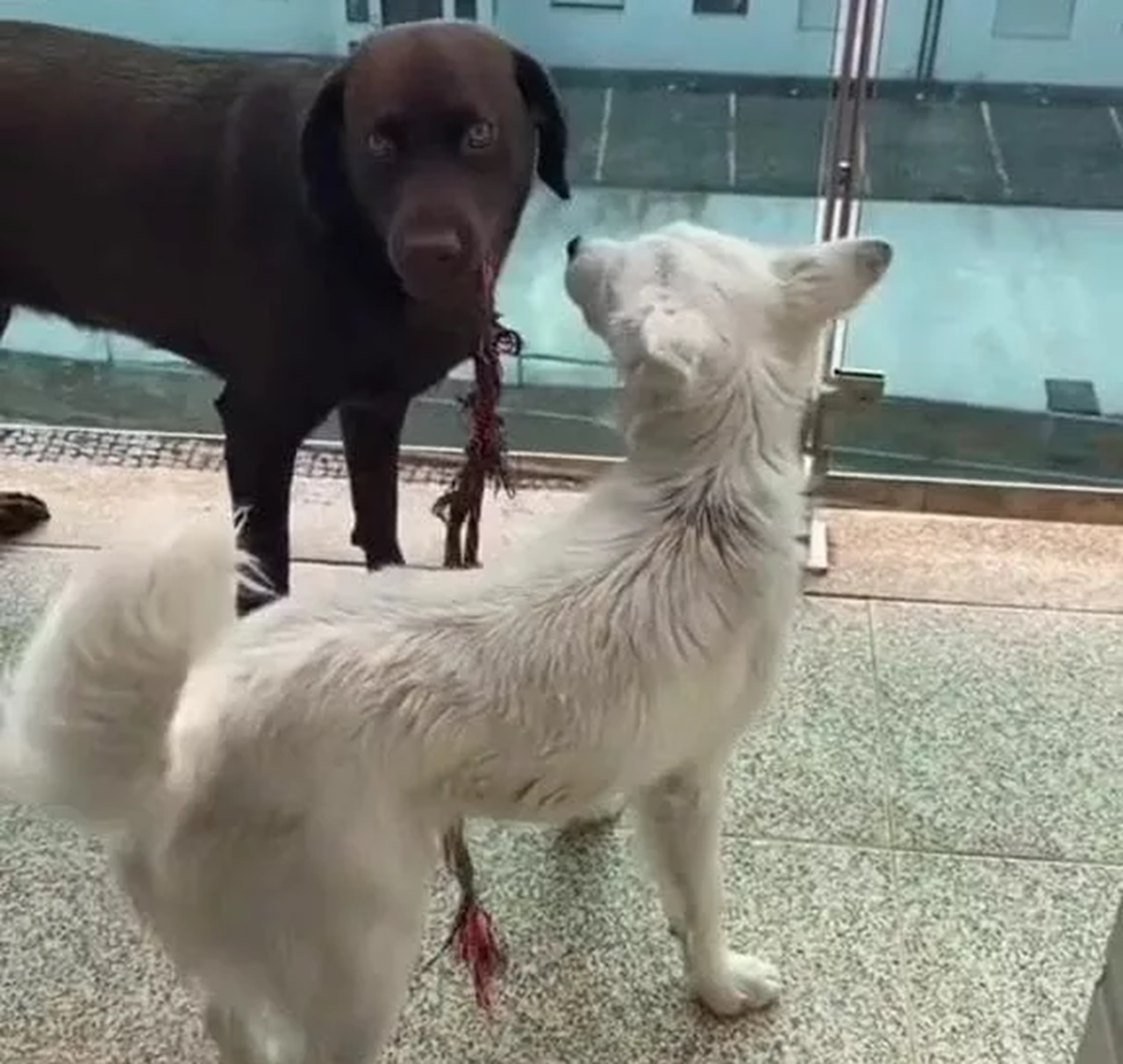 Cane bianco e nero