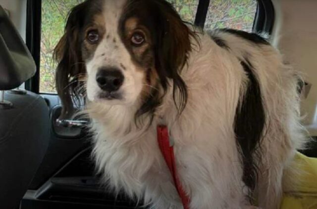 Cane seduto in mezzo alla strada salva un uomo ferito nel bosco