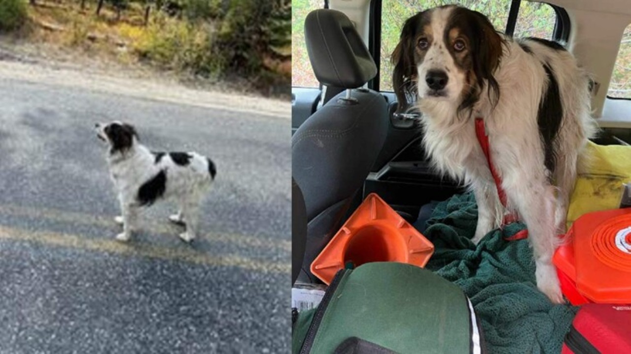 Cane seduto in mezzo alla strada