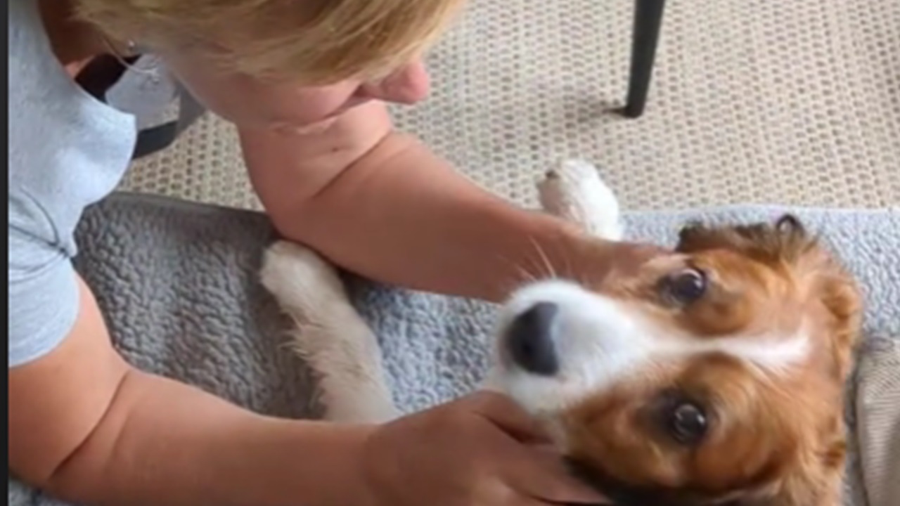 Cane sordo con la mamma