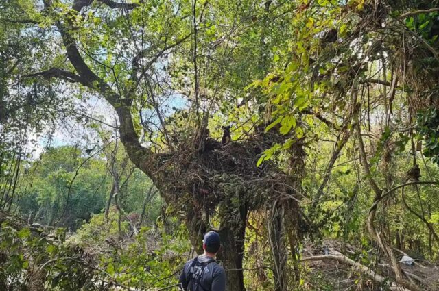 Cane spaventato è rimasto bloccato sull’albero per 5 giorni dopo l’alluvione