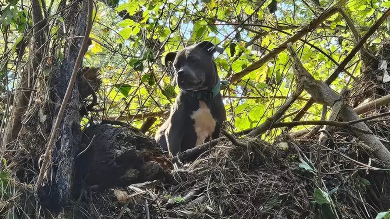 Cane spaventato sull'albero