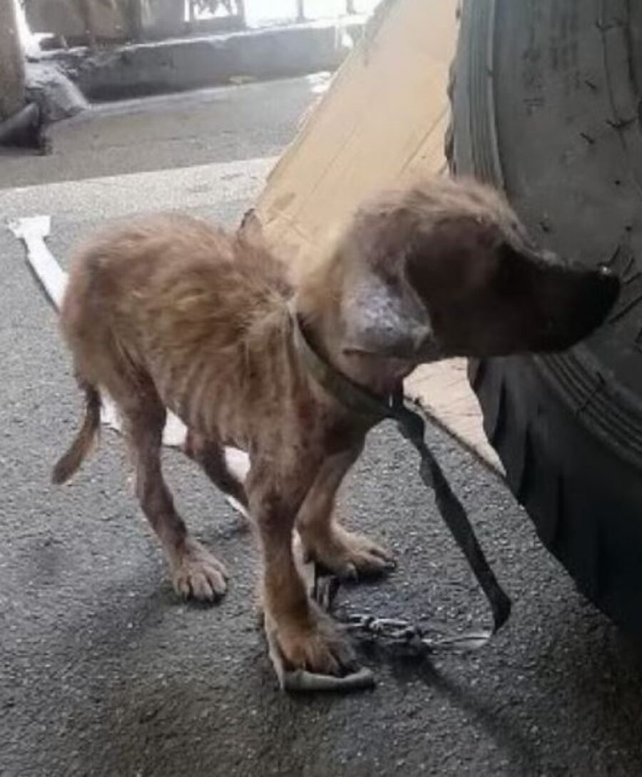 un cane magro e deperito