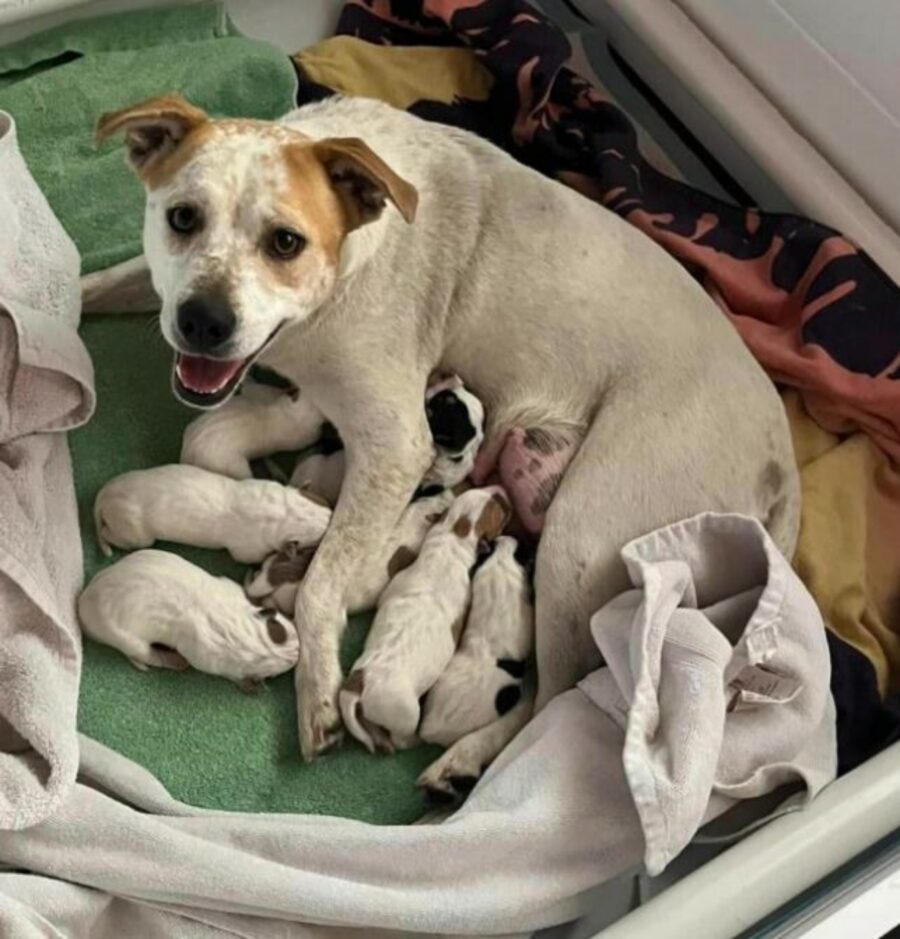 una cagnolina con i propri cuccioli