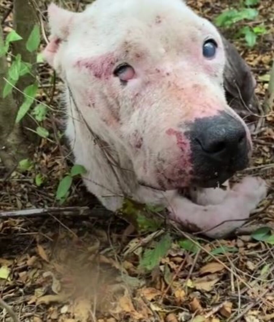 un cane cieco abbandonato