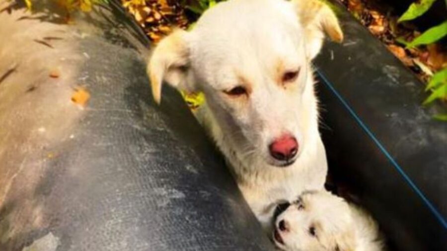 un cane bianco con un cucciolo