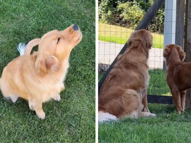 Proprio così: il Golden Retriever le prova tutte per insegnare alla sua sorellina come ci si comporta