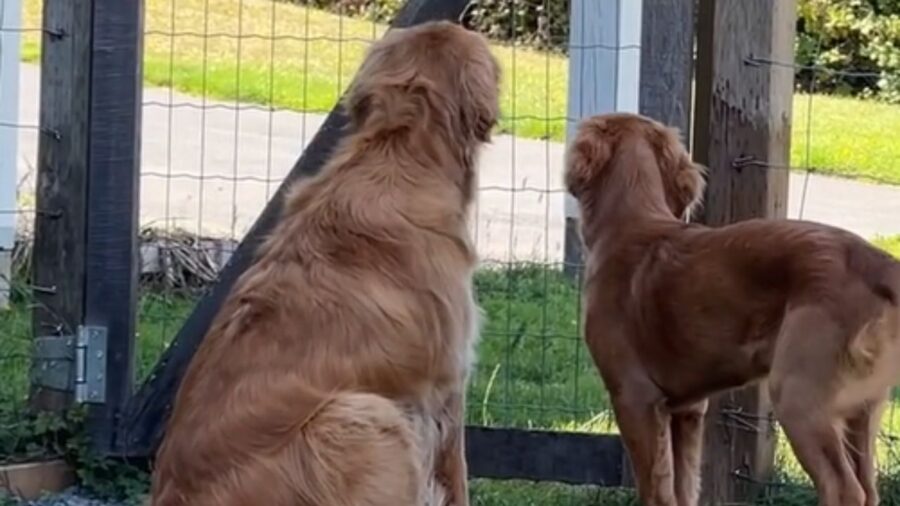 coppia di golden retriever