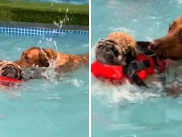 Un cane si accorge che il Carlino è in “difficoltà” durante la lezione di nuoto e decide di salvarlo