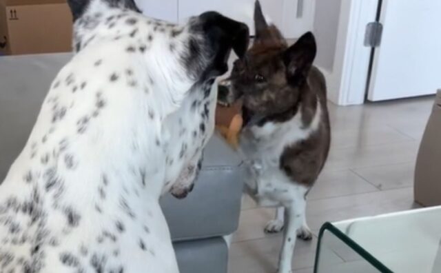 Il cane domestico spiega al suo fratello appena adottato come si gioca con i giocattoli (VIDEO)