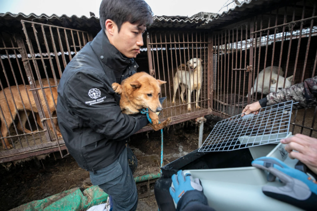 Corea del Sud: indennizzo per ogni cane salvato dalla macellazione per il consumo di carne