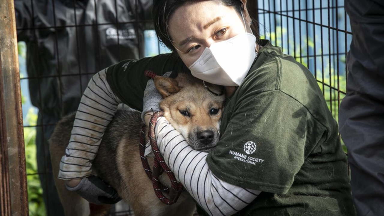 cane macellato per il consumo di carne salvato