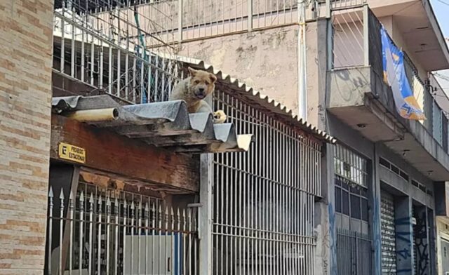 Corre a salvare un cane sul tetto, ma viene presa in giro