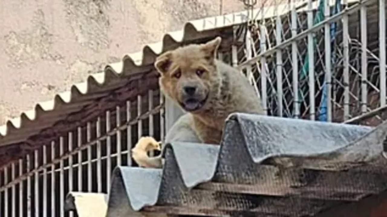 Salvare il cane sul tetto