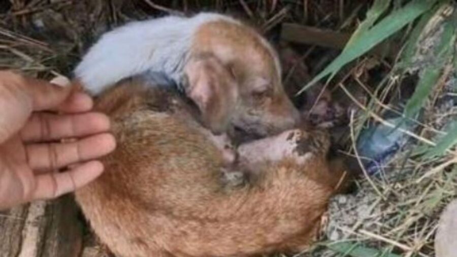 un cucciolo di cane abbandonato